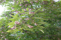Pongamia pinnata